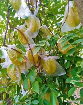 <a href=http://www.lexiangyou.org/xiangcunlvyou/ target=_blank class=infotextkey>乡村旅游</a>：皇帝柑熟啦！时令水果任摘任吃，赠送亲子游船+钓鱼