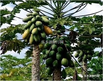 <a href=http://www.lexiangyou.org/xiangcunlvyou/ target=_blank class=infotextkey>乡村旅游</a>：这里的青枣也熟了！果肉爽脆，味道鲜甜