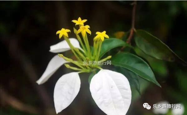 <a href=http://www.lexiangyou.org/xiangcunlvyou/ target=_blank class=infotextkey>乡村旅游</a>：新年安康，云游在水库美景之间