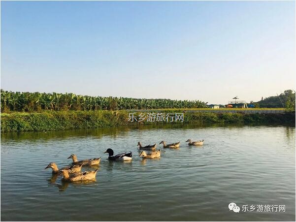 乡村旅游：中山最美古村换新貌，稻穗弯腰了，割禾+钓虾+挖番薯...
